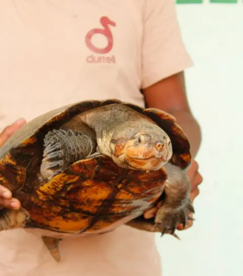 Jersey Zoo A Rere turtle 