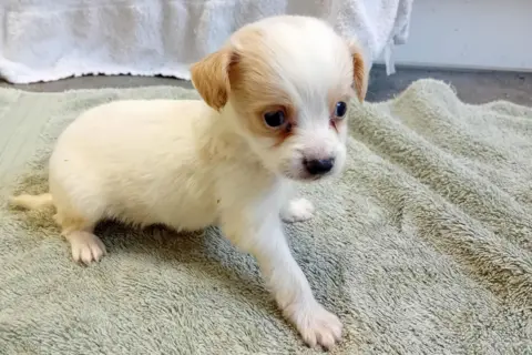Margaret Green Animal Rescue A white puppy walks across a towel.