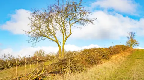 National Trust/Mike Selby A hedgerow rising up a hill with a shrubby tree growing out of it on the lower level and another on the brow of the hill. There is grass on the right side of the hedgerow and grass and another hedge on the left. 