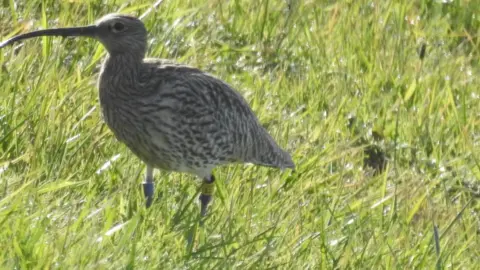 Donal Beagan A curlew standing in long green grass. It has brown and cream feathers and coloured rings on its legs.