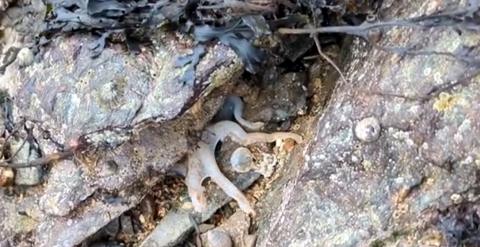 white tentacles emerging from under rock