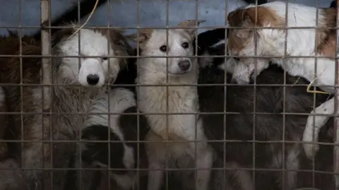 RSPCA Neglected dogs