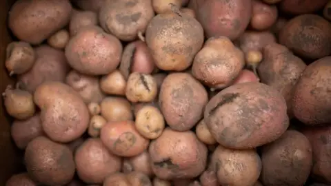 PA There is a lot of potatoes. They are an orange-red-grey mix and got some and a variety of shapes, curves and sizes.