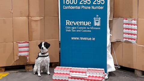 Revenue dog Milo sits behind a stack of boxes of smuggled cigarettes