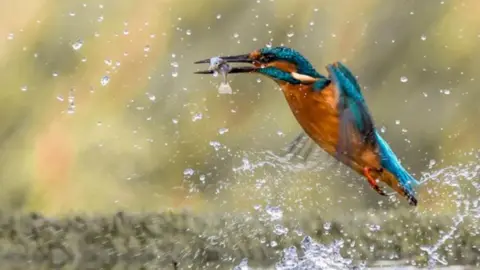 Geoff Hepples A kingfisher hovers in mid-air with a small fish it has just retrieved from the water below, in its beak. 