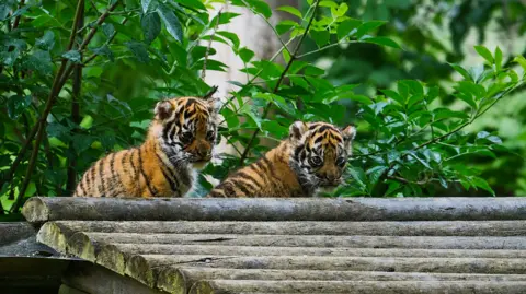 Howletts Wild Animal Park Two tiger cubs sitting on a wooden platform, both looking downwards.
