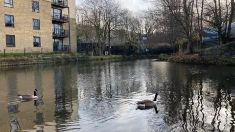Charles Heslett/BBC Two Canada geese floating on a canal with woodland and some flats in the background