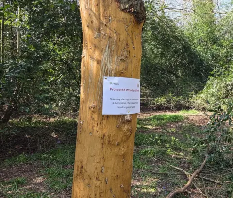 Friends of Chaddesden Wood An oak tree without bark around the floor, upwards of about two metres. 