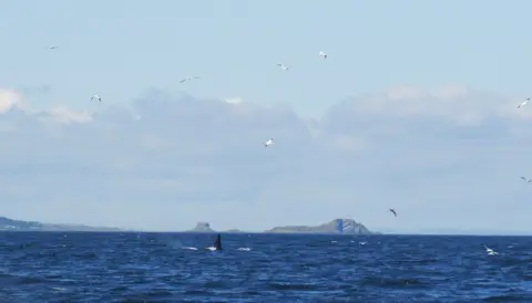 Helen Turner The dorsal fin of a whale in the sea. There a birds flying around and the Isle of May and Bass Rock in the background.