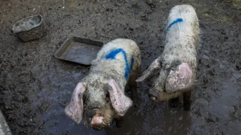 RSPCA Two muddy piglets stand in a wet, dirty enclosure, their bodies coated in mud with bright blue markings visible on their backs. A shallow tray and container sit nearby in the sludge, while the ground around them is waterlogged and uneven.