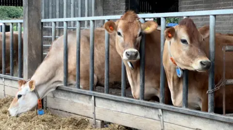 Three light‑brown cows stand behind metal feeding barriers in a barn. One cow stretches its neck through the bars toward the ground, while the other two look forward. All three wear coloured ear tags and neck collars.