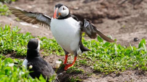 Puffins on the Farne Islands in Northumberland