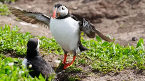 PA Media Puffins on the Farne Islands in Northumberland