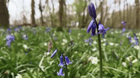 Bluebells in long grass in woodland.