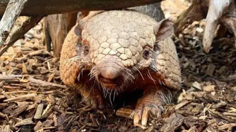 Telford Exotic Zoo An armadillo, crawling under a log. There is woodchip on the ground beneath the animal. Its claw can be seen stretching out in front and there are bristles on its face.