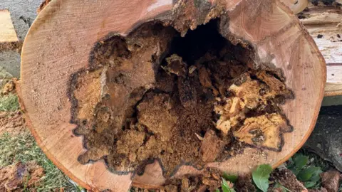 Rushden Town Council A rotten shell of a chopped down tree stump, showing it hollow in the middle. Leaves and foliage is around it.