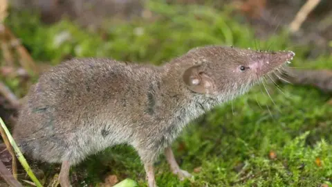 Saxifraga-Rudmer Zwerve A greater white-toothed shrew, a small mammal which looks similar to a mouse, but has a particularly long snout and tiny eyes.