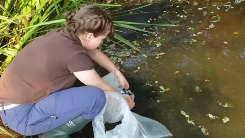 A woman kneeling down next to a pond. The woman is holding a plastic bag close to the water to release the species. The water is murky and leaves are floating on the surface.