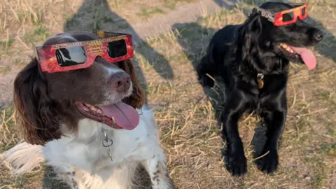 A liver-and-white springer spaniel and a black cocker spaniel wearing eclipse glasses