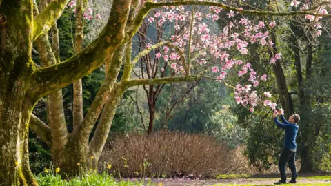 National Trust A man, standing in a woodland area with a camera, taking a photograph of magnolia blossom.