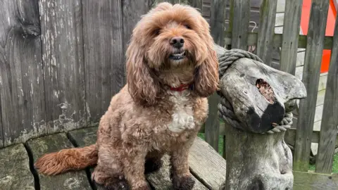 Poppy is a golden cockapoo who is sitting on a wooden seat, wearing a red collar. She has very muddy paws. 