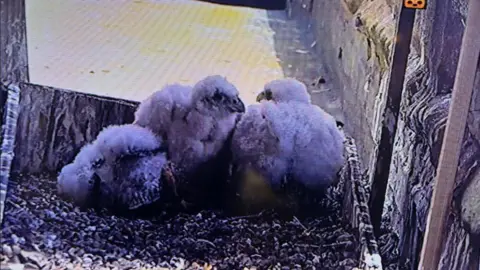 Father Stuart Craddock An image from a live camera feed of three fluffy peregrine falcon chicks huddled together in a nest box. The nest is lined with gravel.