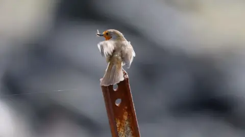 bird
