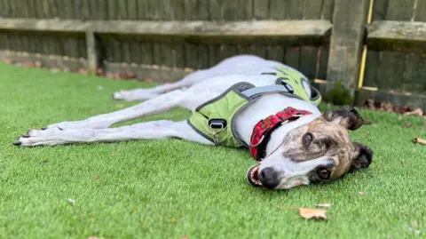 Battersea Dogs and Cats Home A smiling greyhound laying down outside
