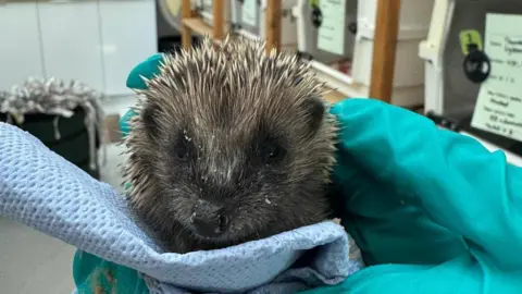 Prickle and Paws Hedgehog Rescue Someone holding a small hoglet in their hand. The hedgehog's face has light brown and grey spikes. It has a small black nose and two black eyes. 
