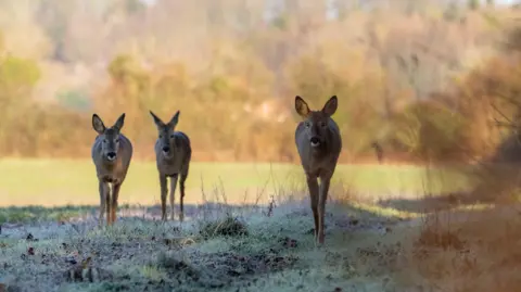 Overton, Hampshire three deer walk across a frosty field.