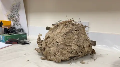 An Asian hornet nest, which is tan brown in colour, sits on a workbench. It is made of a papery material, with a layered, swirling pattern. There are some small branches on top from where it was built outdoors before being moved inside. The nest has several openings.