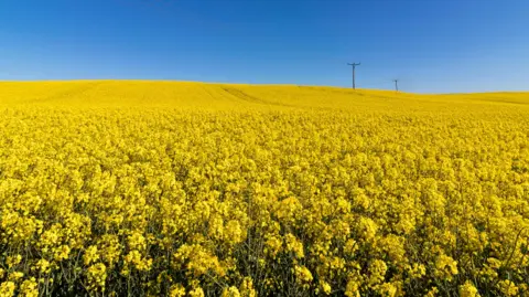 Bright yellow flowers cascade down a gentle slope with two masts in the background distance under a blue cloudless sky.