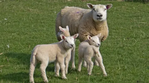 A sheep and three lambs in a field