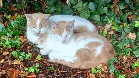 Beryl Edwards Fred and Gino