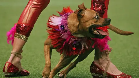 Getty Images A dog is wearing a red and pink tutu while running on a green pitch. The dog's eyes are wide open and his tongue is sticking out of his mouth. The owner is standing above the dog and is wearing red sparkly leggings and sparkly red shoes.