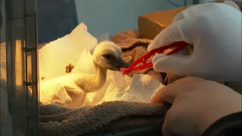 A baby stork is being fed by a person wearing white gloves and holding red tweezers. The baby is wrapped in towels and there is a light behind it.