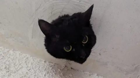 Clevedon Fire Station A black cat's head is sticking out of the ceiling inside a garage in Clevedon. Around the pipe is white plasterwork