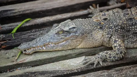 Getty Images Alligator on wooden boards