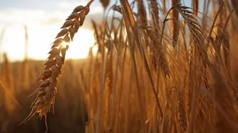 Getty Images Close up of wheat in a field, with the sunset in the background
