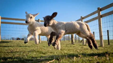 Two lambs are jumping in a grass field. The front lamb has black ears and legs. The lamb behind it is completely white. The sky behind them is blue.