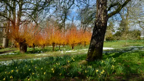 James Carnell An orchard of trees and daffodil buds