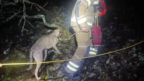 Swaledale Mountain Rescue Team A firefighter or rescue worker, dressed in reflective protective gear, is leading a dog on a leash. The dog appears wet and muddy, standing on uneven, rocky ground. There’s a yellow safety rope stretched across the foreground. Tree branches and debris are visible around them.