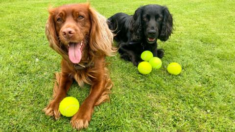 Dogs with tennis balls