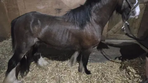 Jade Plummer A horse in a stable with a bed of hay on the floor - the horse is so skinny you can see its ribs