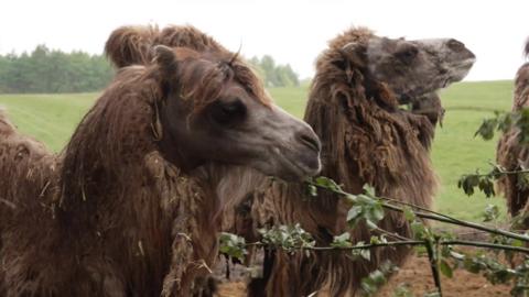 Camels being fed branches