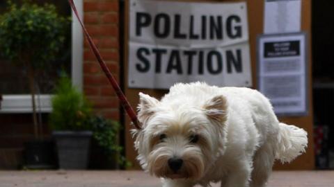 dog at polling station