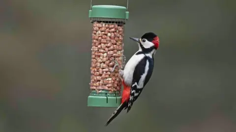 A greater spotted woodpecker (white breast, black head except for white eye patch and red back of head, black and white wings and tail, but red lower abdomen) pecks peanuts from a hanging mesh feeder.