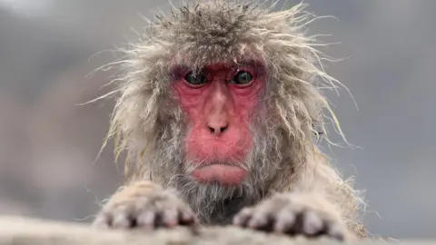 Getty Images A Japanese macaque looks straight into the camera. It has a red face and disheveled, wet hair. 