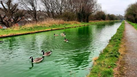 A green canal