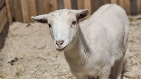 Kew Little Pigs Rose is a white goat standing in an indoor stable